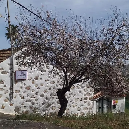 Siempreviva * Las Palmas